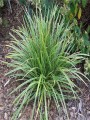 turzyca-morrowa-ice-dance-carex-morrowii.1.jpg
