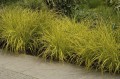 turzyca-carex-aurea.jpg