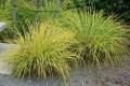 turzyca-carex-aurea-1.jpg