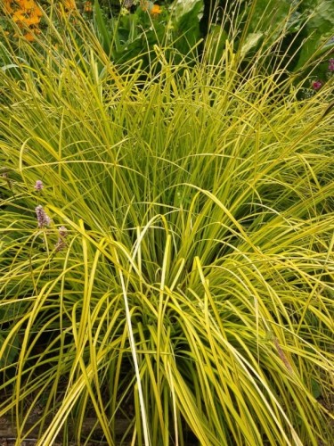 turzyca-carex-aurea11.jpg