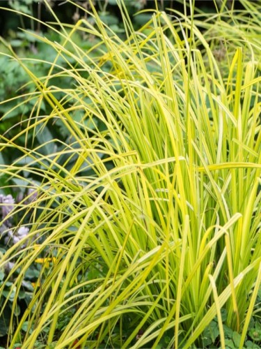 carex-elata-aurea-22.jpg