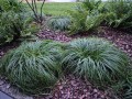 carex.the.beatles.3-4000x3000.jpg