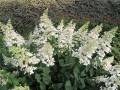 Hortensja-bukietowa-H.-paniculata-Unique-Arboretum-Wojsławice.jpg