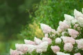 hortensja-bukietowa-pink-lady-60cm-doniczka.webp