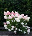 Hydrangea-paniculata-LIVING-PINK-ROSE-‘LC-NO14’-PBR-2.jpg