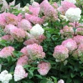 pink-lady.jpg