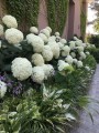 Hortensja-drzewiasta-Annabelle-Hydrangea-3.jpg