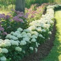 Hortensja-drzewiasta-Annabelle-Hydrangea-6.jpg