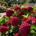 hortensja-ogrodowa-hydrangea-macrophylla-red-baron-zielonapara-sadzonka-duza-zdrowa-niebieskie-kwiaty.png