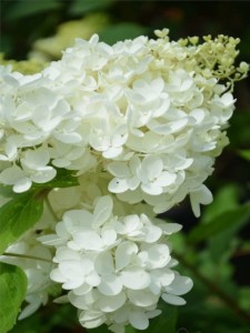 Hortensja bukietowa Grandiflora w doniczce