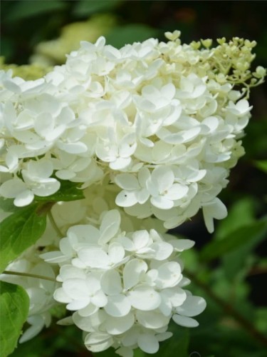 Hortensja-Bukietowa-GRANDIFLORA111.jpg