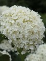Hortensja-drzewiasta-Annabelle-Hydrangea-1.jpg
