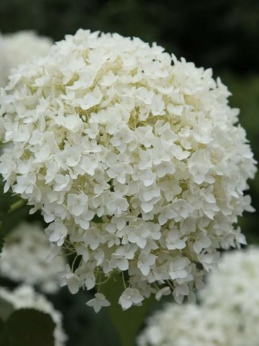 Hortensja-drzewiasta-Annabelle-Hydrangea-1.jpg