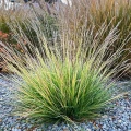 sesleria-jesienna (1).jpg