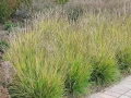 sesleria-jesienna-sadzonki-1.jpg