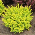 pol_pl_Berberys-Thunberga-Sunsation-Piekny-Cytrynowy-C2-144439_1.jpg