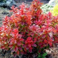 berberys-thunberga-coronita_1.jpg