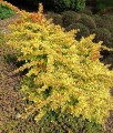 BERBERYS-THUNBERGA-DIABOLICUM.jpg