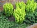 Berberys-Thunberga-GOLDEN-TOWER.jpg