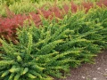 berberis-thunbergii-green-ornament-.jpg