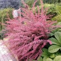 pol_pl_Berberys-thunberga-Pink-Queen-C2-158551_1.jpg