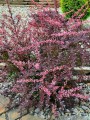 pol_pl_Berberys-thunberga-Pink-Queen-P9-179600_2.jpg