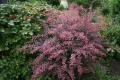 berberys-thunberga-rose-glow-007.jpg