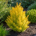 berberys-thunberga-golden-rocket-stozkowy-berberis-thunbergii-golden-rocket-sadzonka-zielona-para.jpg