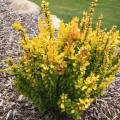 pol_pl_Berberys-thunberga-Golden-Rod-P9-184026_1.jpg