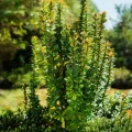 berberys-thunberga-berberis-thunbergii-erecta-zielonapara-sadzonka-duza-zdrowa-kolumnowy-pokroj-zielone-liscie.jpg