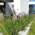 rozplenica-japonska-pennisetum-alopecuroides-black-beauty-c2-60-100-html.webp