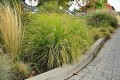 Pennisetum-Hameln-Gold_74121_4.jpg