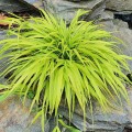 Pennisetum-Lumen-Gold.jpg