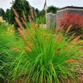 rozplenica-japonska-pennisetum-alopecuroides-red-head-c2-60-100-html.jpg