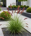 Rozplenica-pennisetum-RED-HEAD-czerwone-klosy-ZJAWISKOWA-sadzonka-p9-Producent-Gospodarstwo-Rolne-Bartlomiej-Janda.jpg
