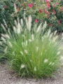 pennisetum-alopecuroides-weserbergland-11.jpg