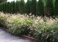 Rozplenica-japonska-Hameln-Sadzonki-p9-Producent-nieznany-producent.jpg
