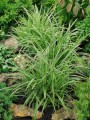 carex-morrowi-ice-dance-.jpg