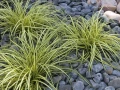turzyca-evergold-carex-oschimensis-evergold.webp