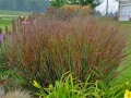 proso-rozgowate-shanandoah-panicum-virgatum-shenandoah.webp