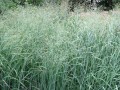 proso-rozgowate-heavy-metal-panicum-virgatum-heavy-metal.jpg