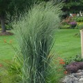 Proso-Rozgowate-Heavy-Metal-Panicum-virgatum-Sadzonka-C1.jpg