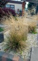 Smialek-darniowy-Goldschleier-Deschampsia-2.jpg
