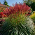 miskant-chinski-czerwony-miscanthus-sinensis-red-sadzonka-zielona-para.jpg