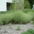 Miskant-Chinski-Morning-Light-Miscanthus-sinensis-Sadzonka-C1C2---2.jpg