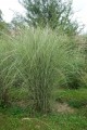 MORNING-LIGHT-Piekny-MISKANT-przez-caly-rok-Nazwa-lacinska-miscanthus-sinensis.jpg