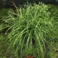 Miskant-chinski-PUNKTCHEN-trawa-sadzonki-NOWA-odmiana-ladniejszy-Zebrinus-Nazwa-lacinska-miscanthus-sinensis.jpg