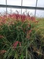 Miscanthus-sinensis-Miskant-chinski-RED-CHIEF.jpg