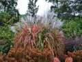 Miskant-chinski-ROSI-atrakcyjne-przebarwienie-DONICZKA-2L-Nazwa-lacinska-miscanthus-sinensis.jpg