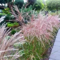 miskant-chinski-miscanthus-sinensis-red-chief-c2-60-100-html.jpg